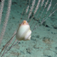 A snail perched in the deep sea.